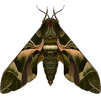 Oleander Hawk Moth Pixel [7/17/21]